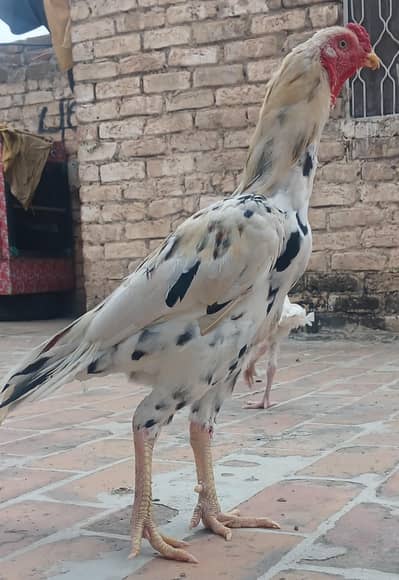 Aseel Patha