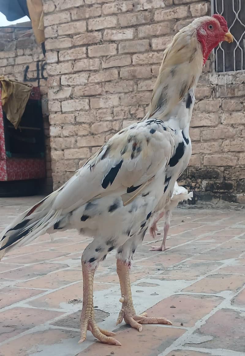 Aseel Patha 0