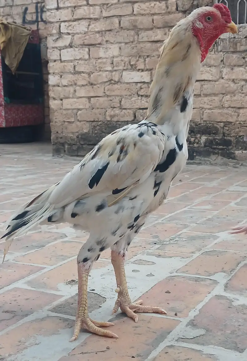 Aseel Patha — photo 2