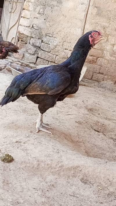 female breed
