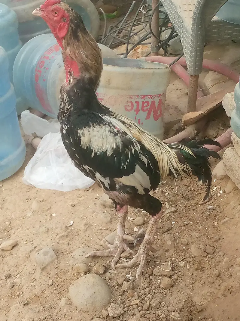 jawa murga — photo 2
