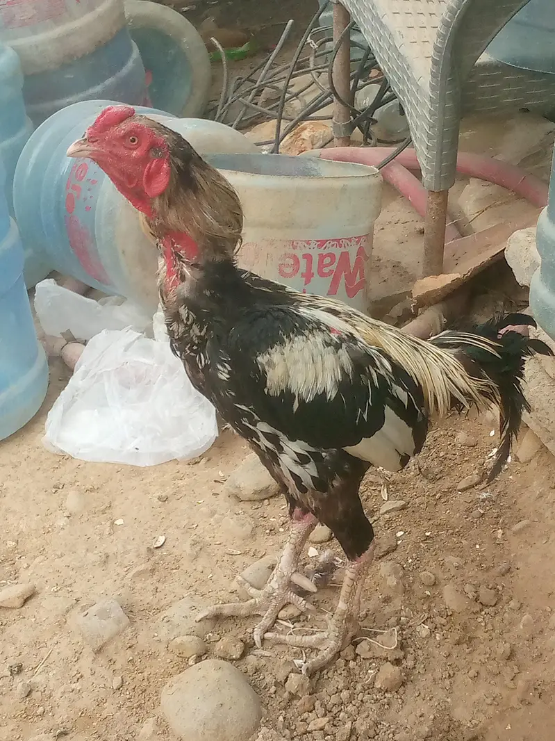 jawa murga — photo 3