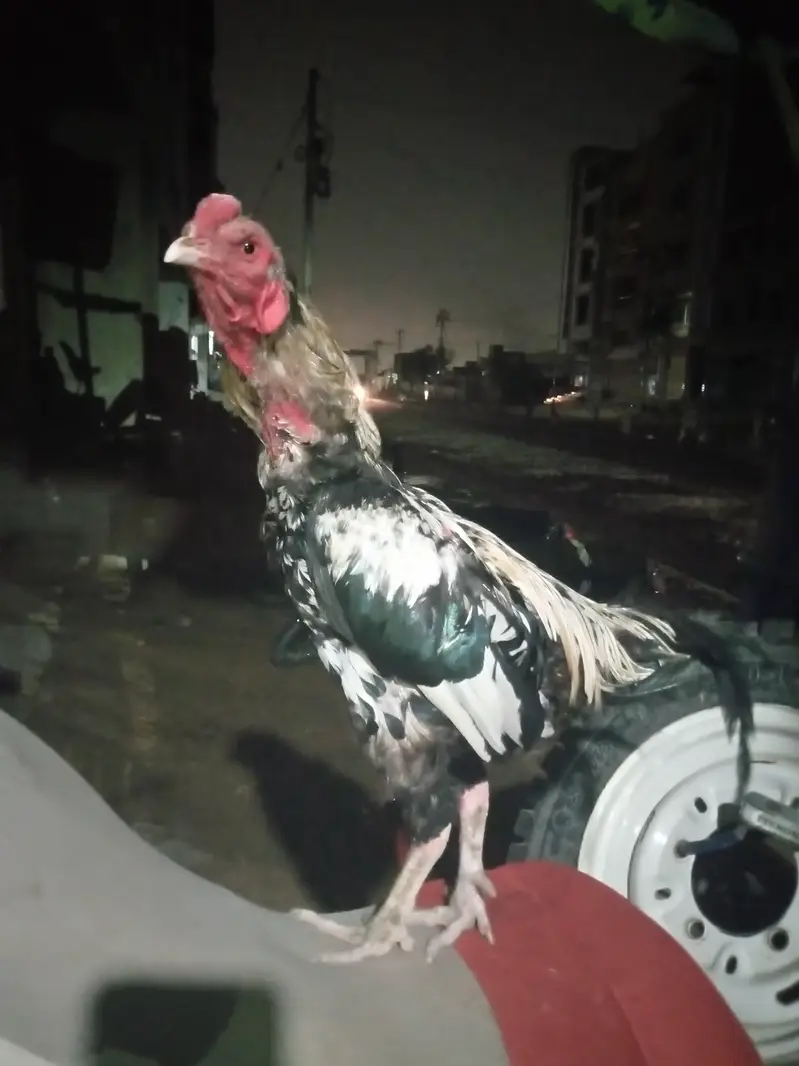 jawa murga — photo 5