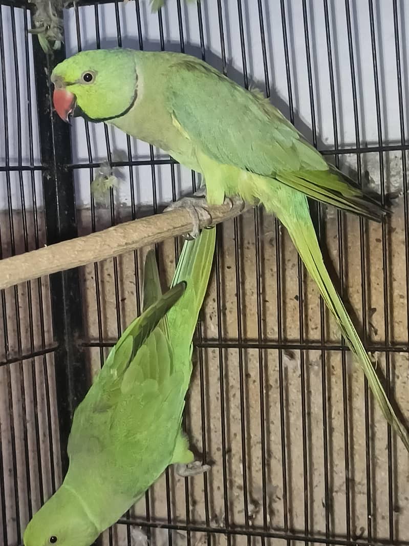 ready to breead 2