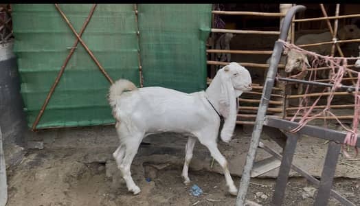 Top notch gulabi bakri