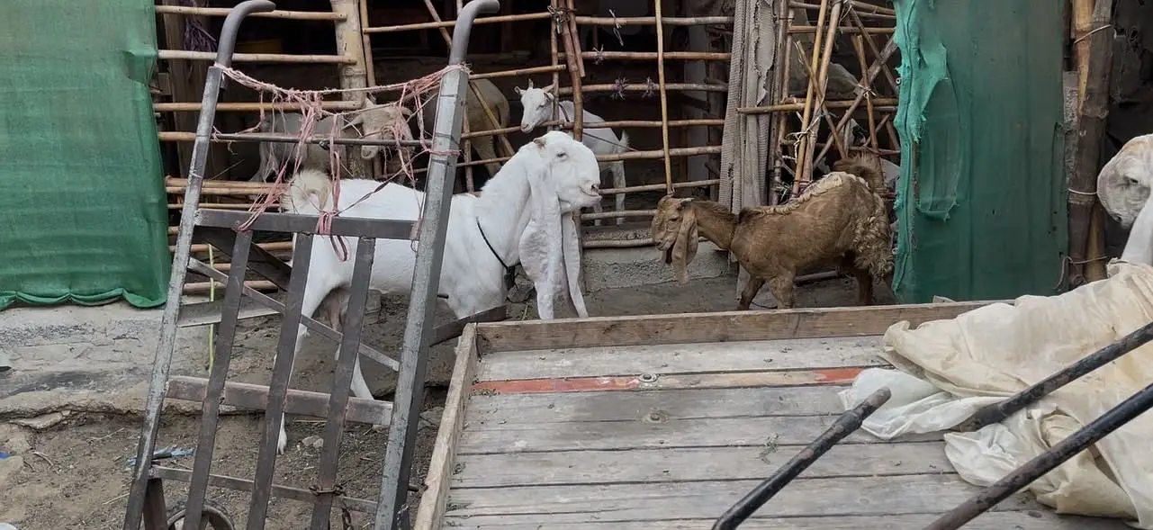 Top notch gulabi bakri — photo 2