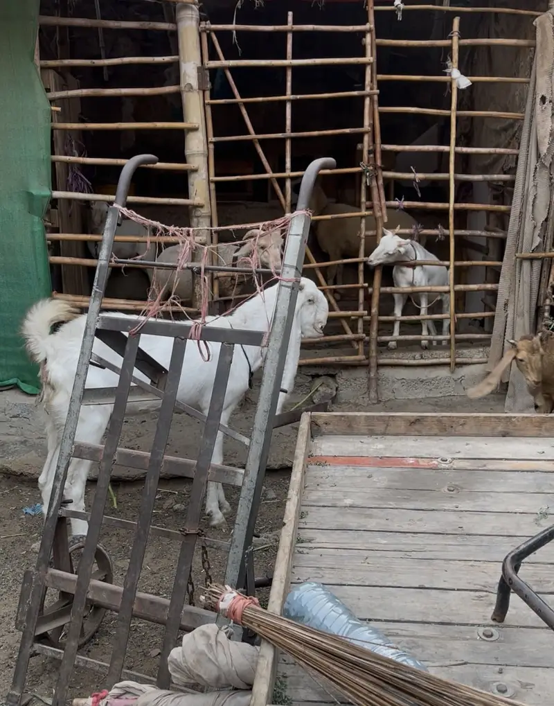 Top notch gulabi bakri — photo 3