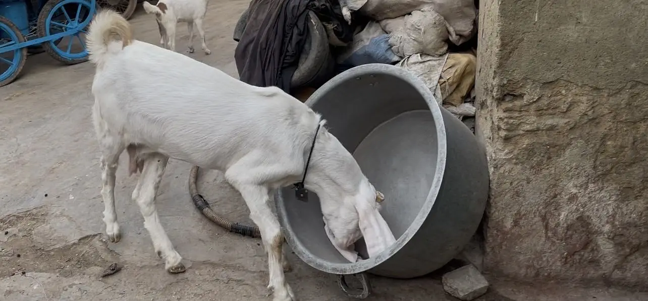 Top notch gulabi bakri — photo 4