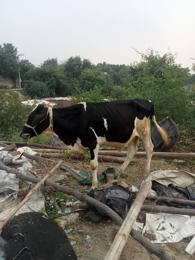 wacha for sale