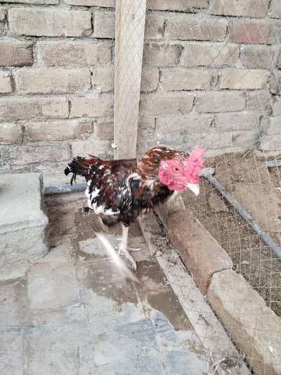 Aseel Hen
