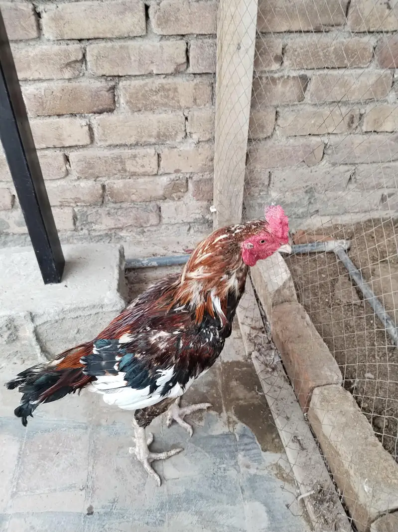 Aseel Hen — photo 2