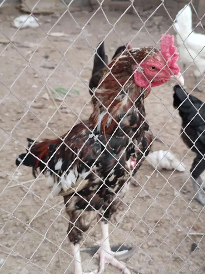 Aseel Hen — photo 3