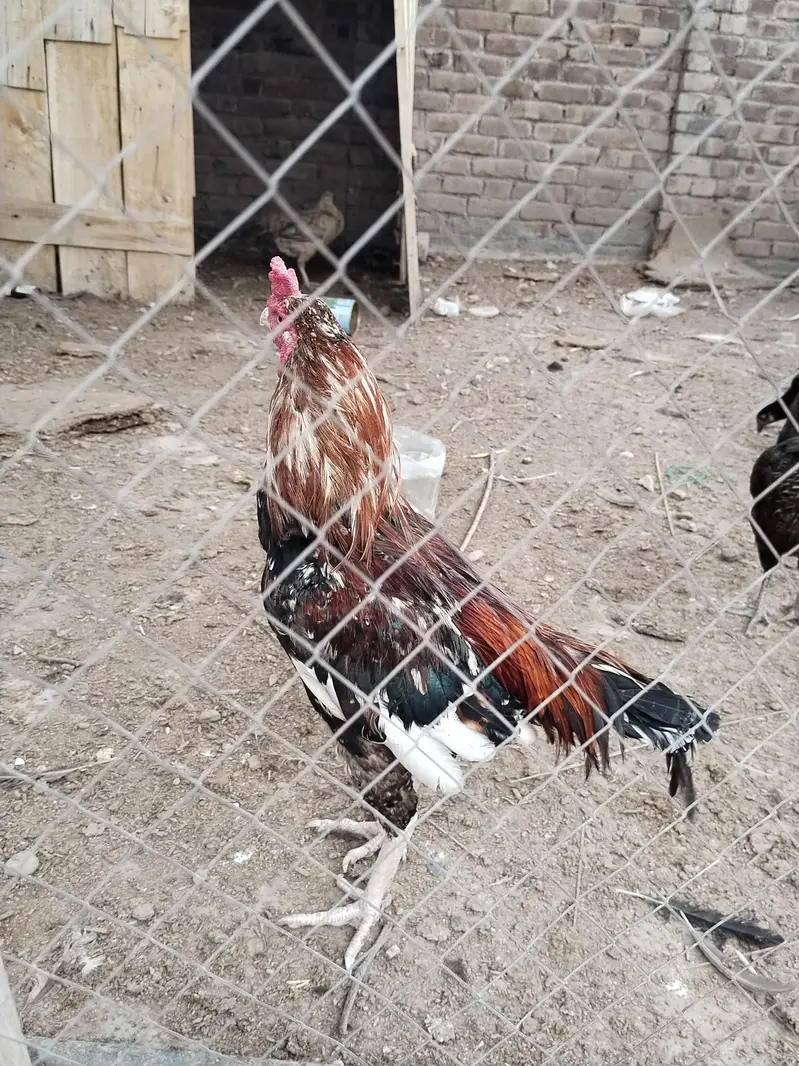 Aseel Hen — photo 4