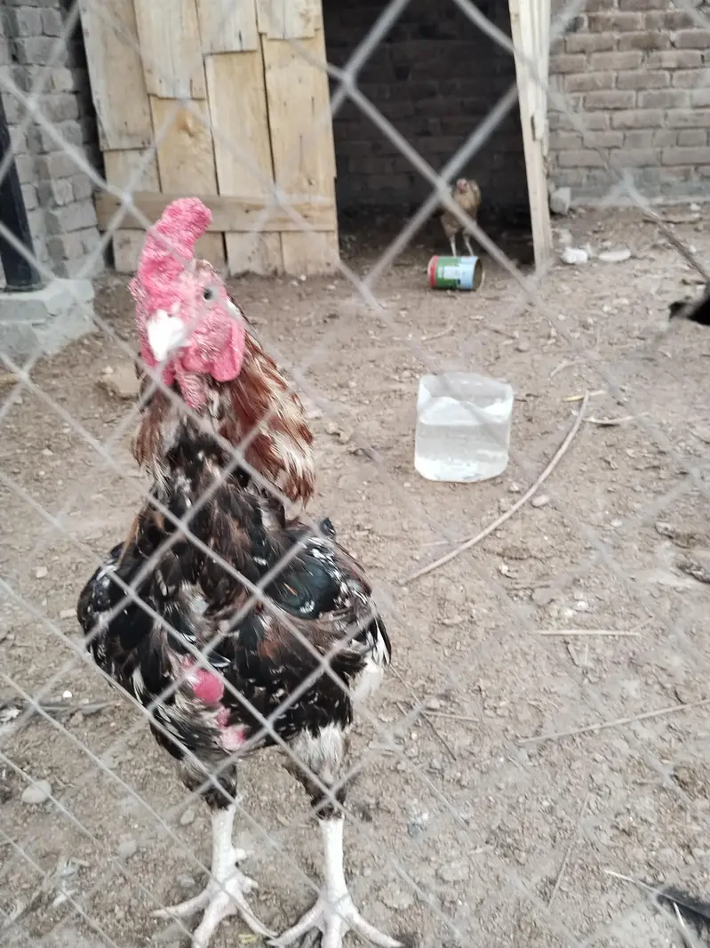 Aseel Hen — photo 5