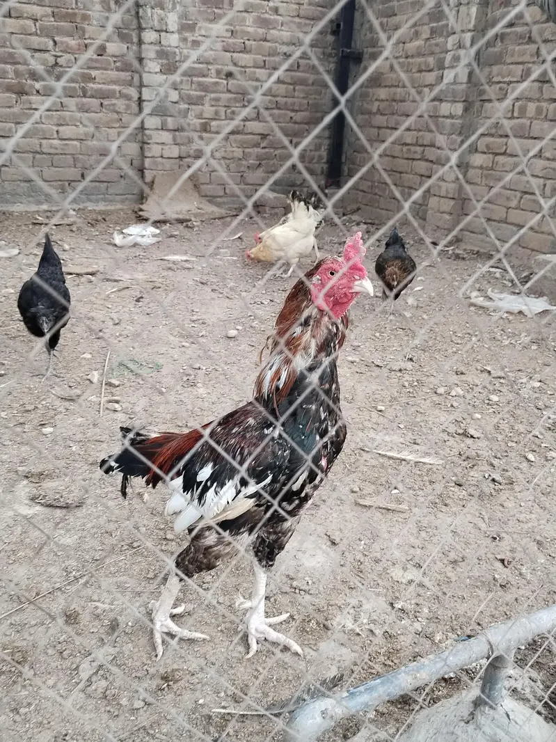 Aseel Hen — photo 6