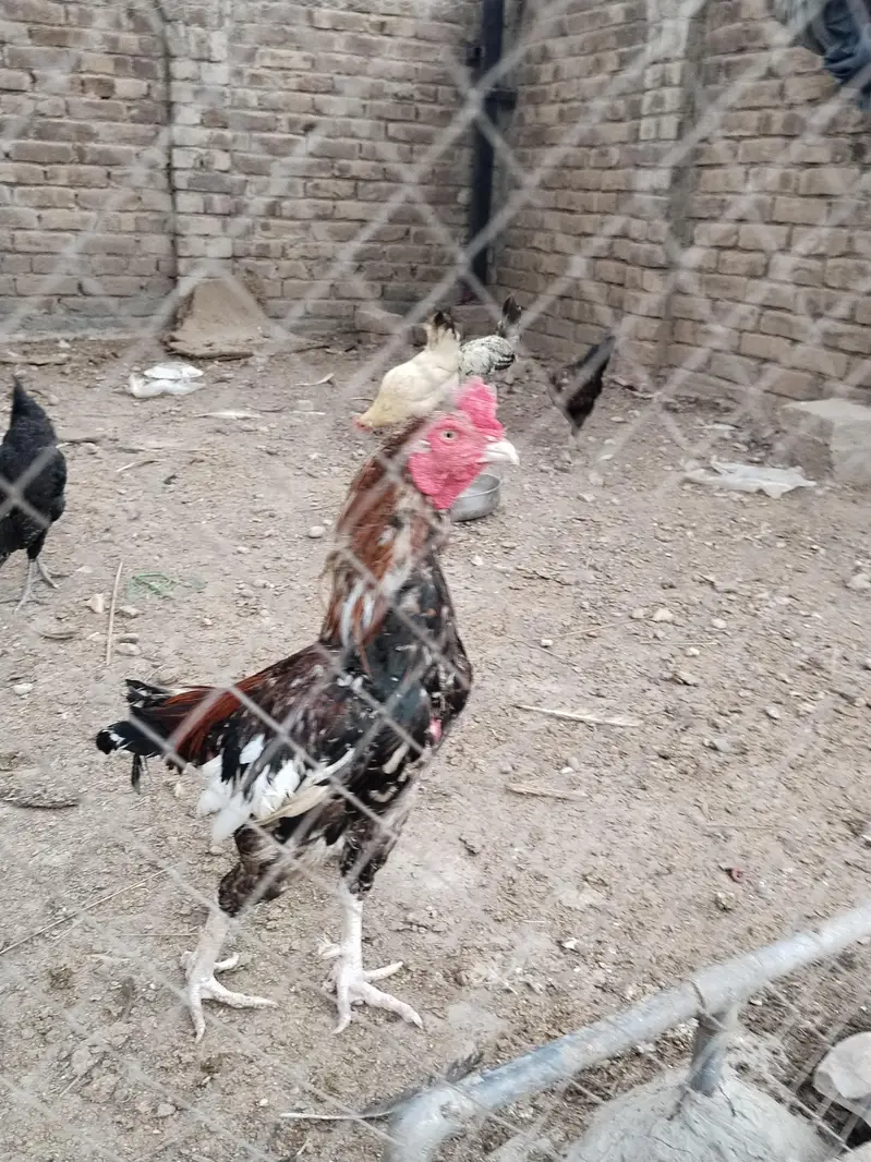 Aseel Hen — photo 7