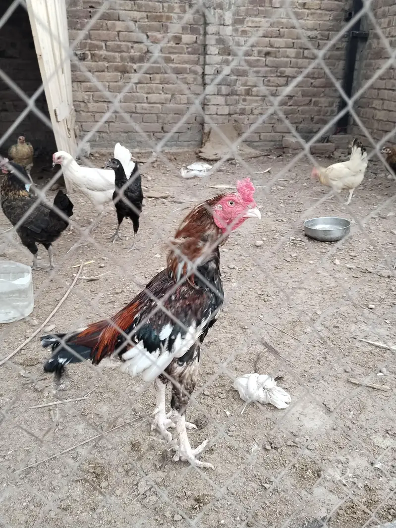 Aseel Hen — photo 8