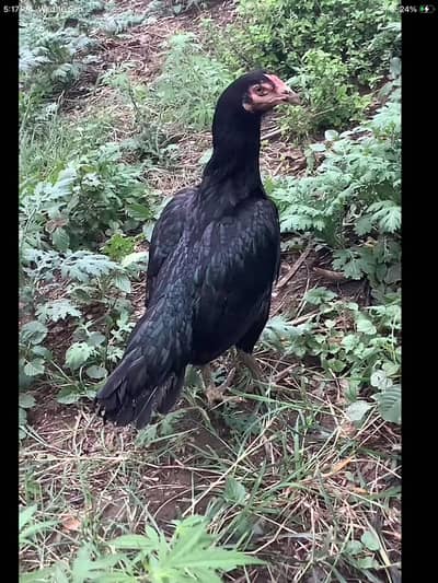 jet black mushki madi forsale