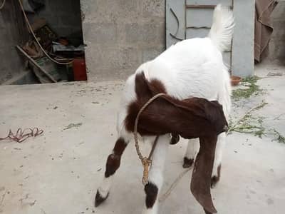 sale a goat baby 4 month age . . . contact no:0304-296337