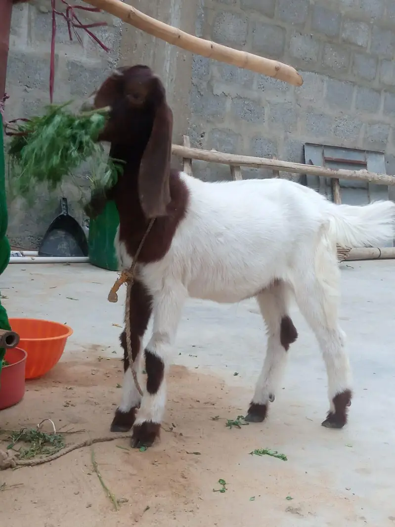 sale a goat baby 4 month age . . . contact no:0304-296337 — photo 2