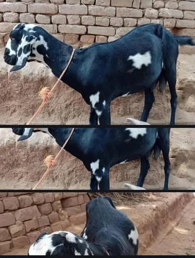 Gaban bakri urgent sale