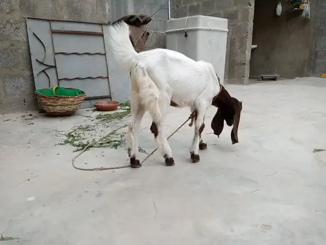 sale a goat baby 4 month age . . . contact no:0304-296337 — photo 3