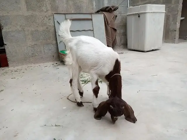 sale a goat baby 4 month age . . . contact no:0304-296337 — photo 4