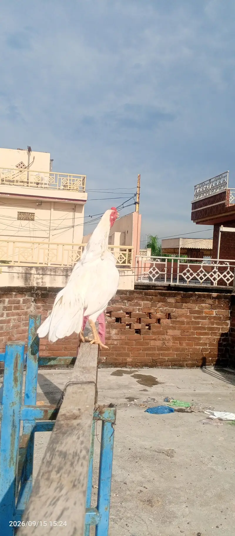 aseel Hira nasl two female one male — photo 3
