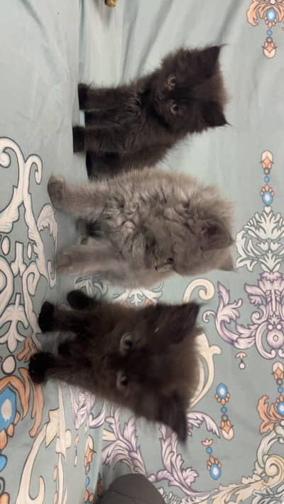 Persian male cats