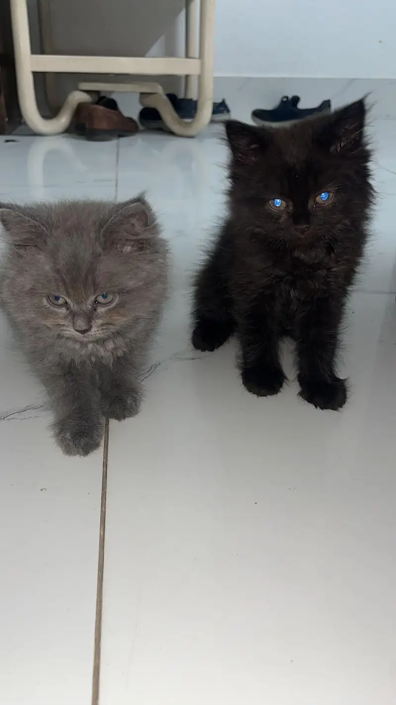 Persian male cats — photo 2