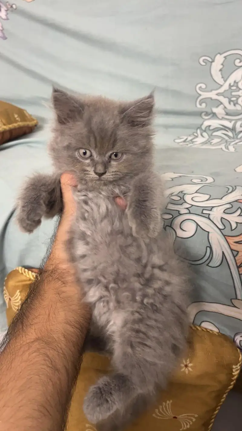 Persian male cats — photo 3