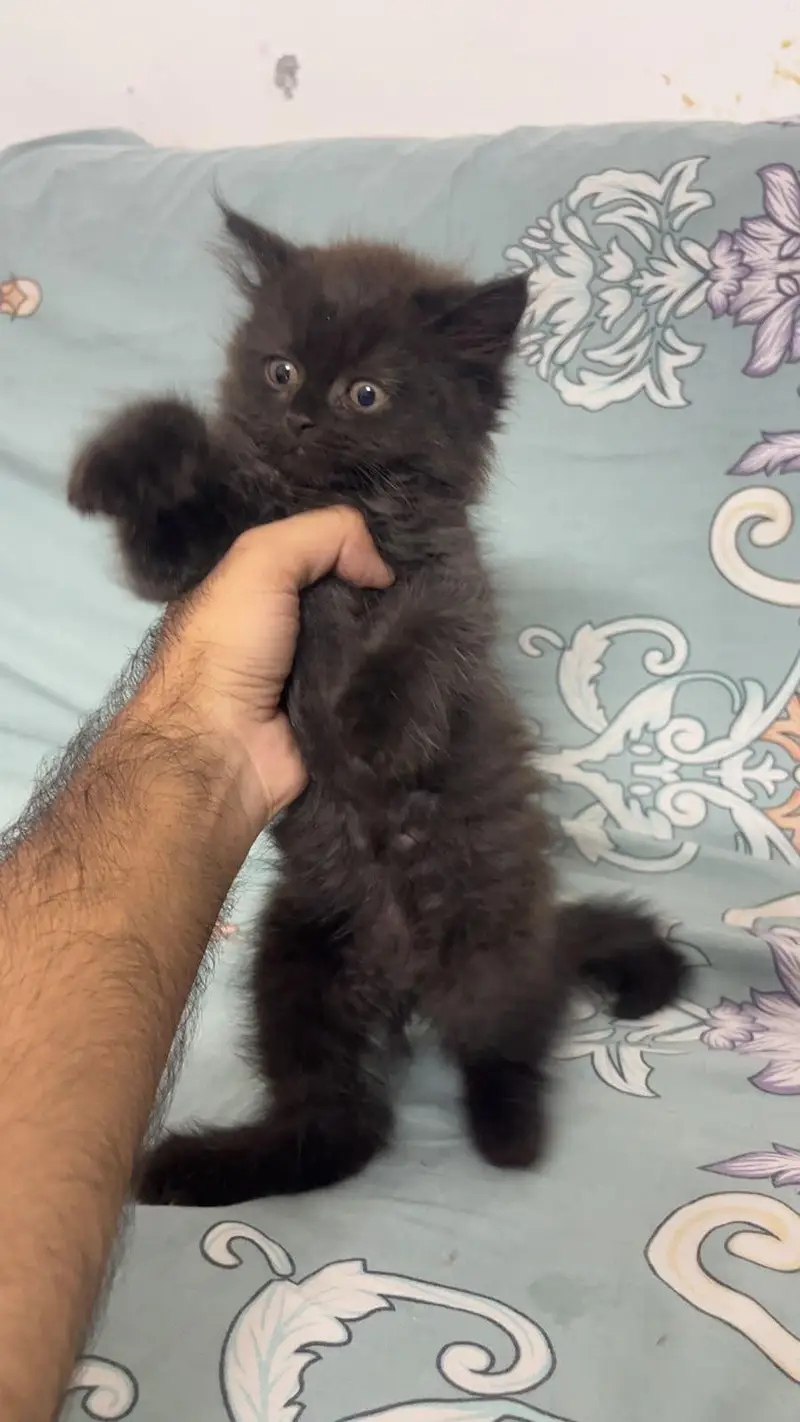 Persian male cats — photo 4