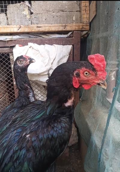 High Quality Mushka pair for sale
