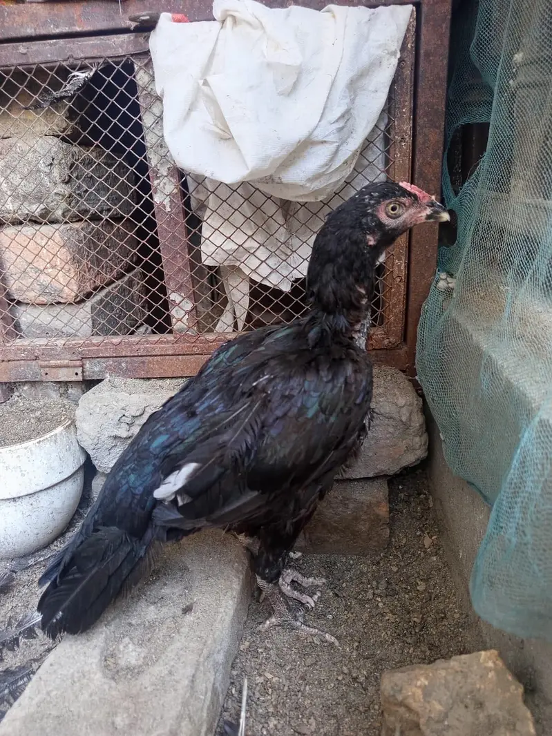 High Quality Mushka pair for sale — photo 2