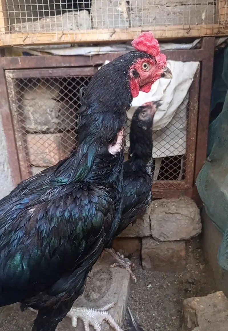 High Quality Mushka pair for sale — photo 4