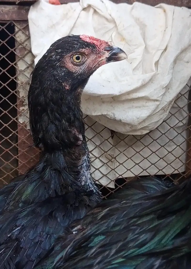 High Quality Mushka pair for sale — photo 5