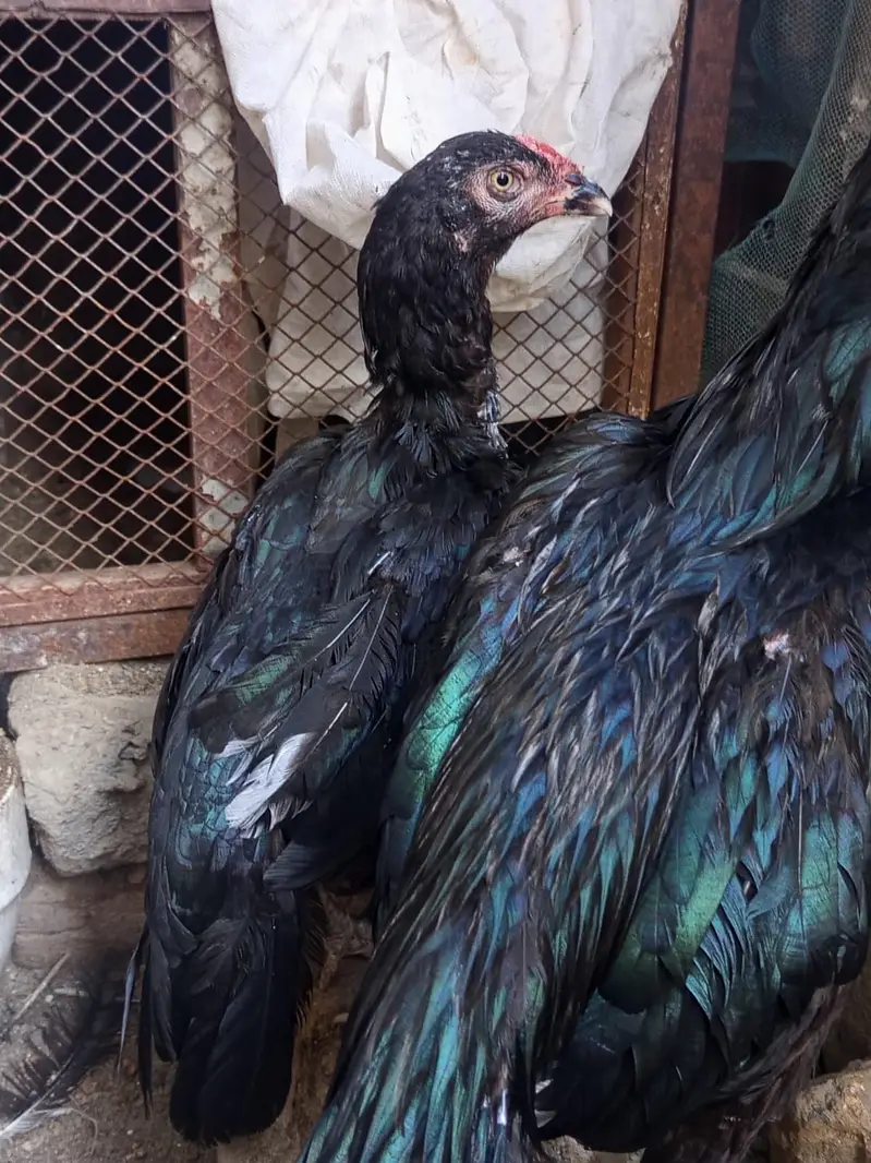 High Quality Mushka pair for sale — photo 6