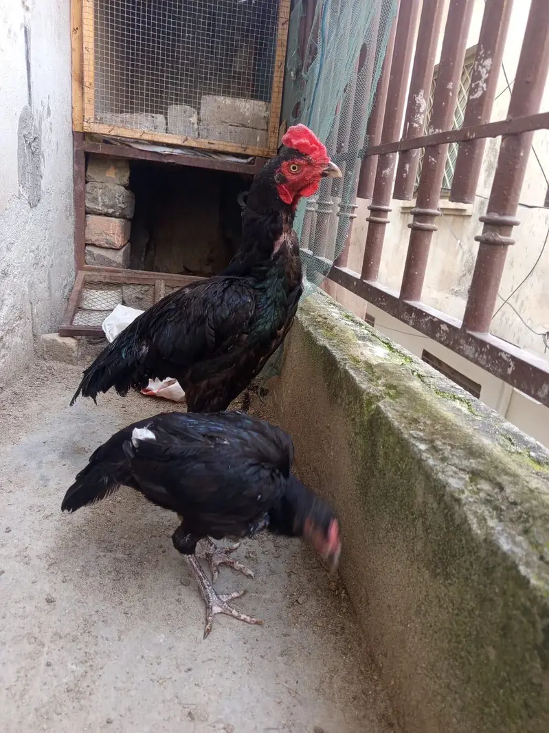 High Quality Mushka pair for sale — photo 7