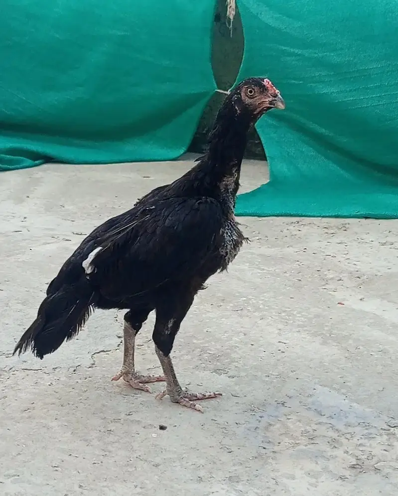 High Quality Mushka pair for sale — photo 8