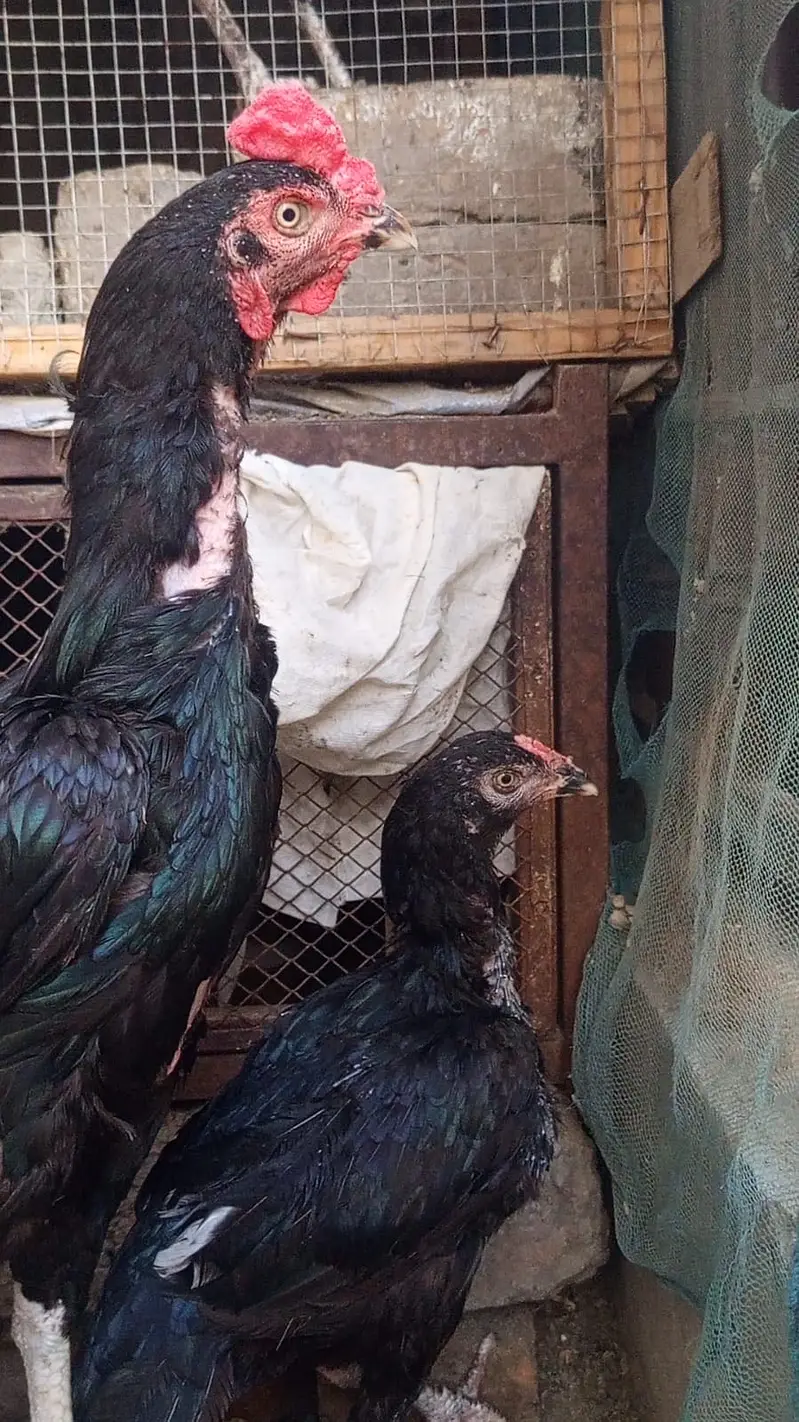 High Quality Mushka pair for sale — photo 9
