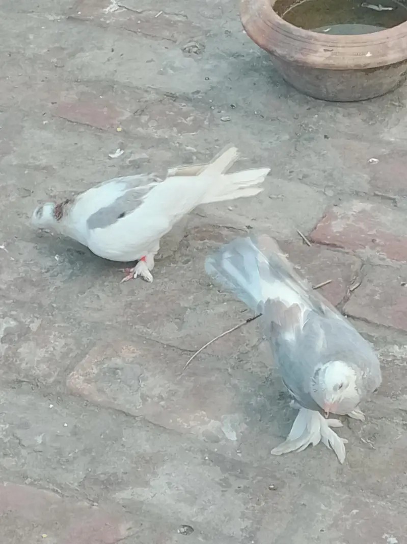 Beautiful breeder pair — photo 4