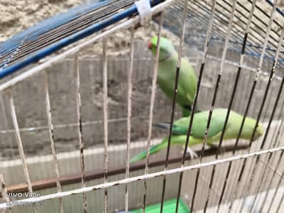 parrots