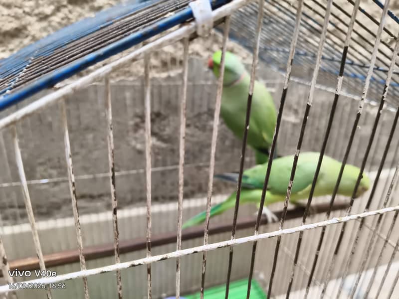 parrots 0