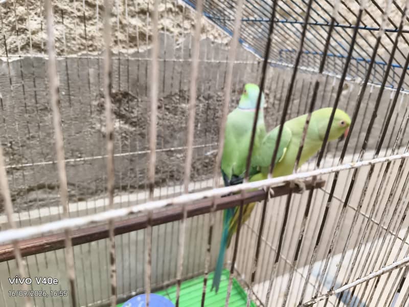 parrots 1