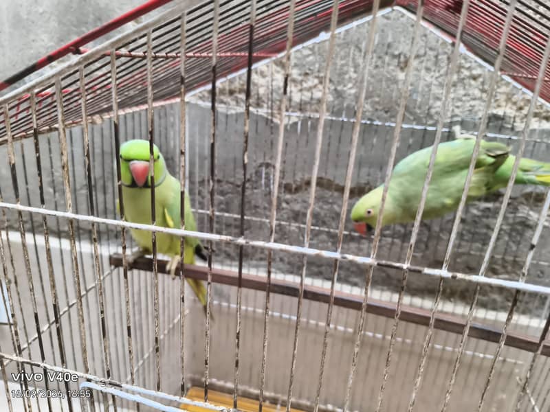 parrots 2
