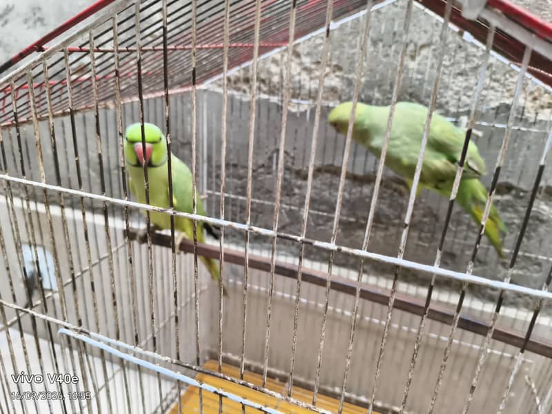 parrots 3
