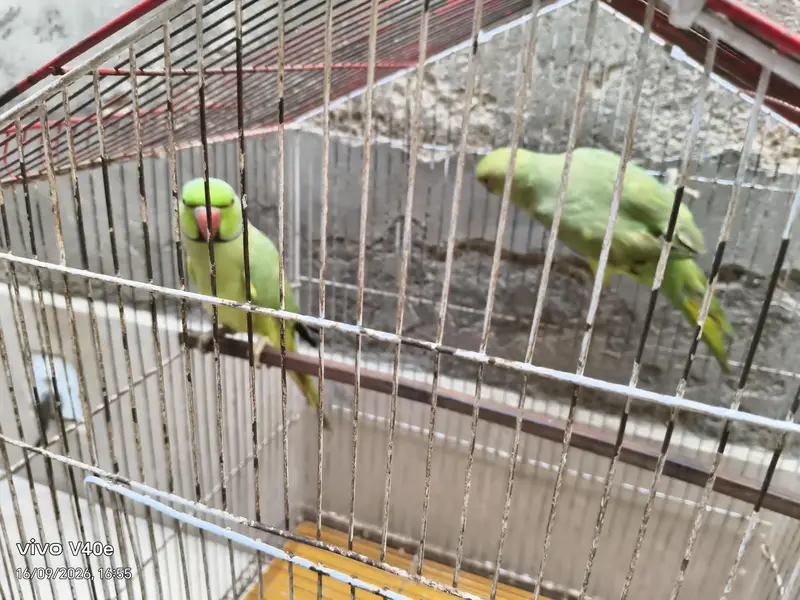 parrots — photo 4