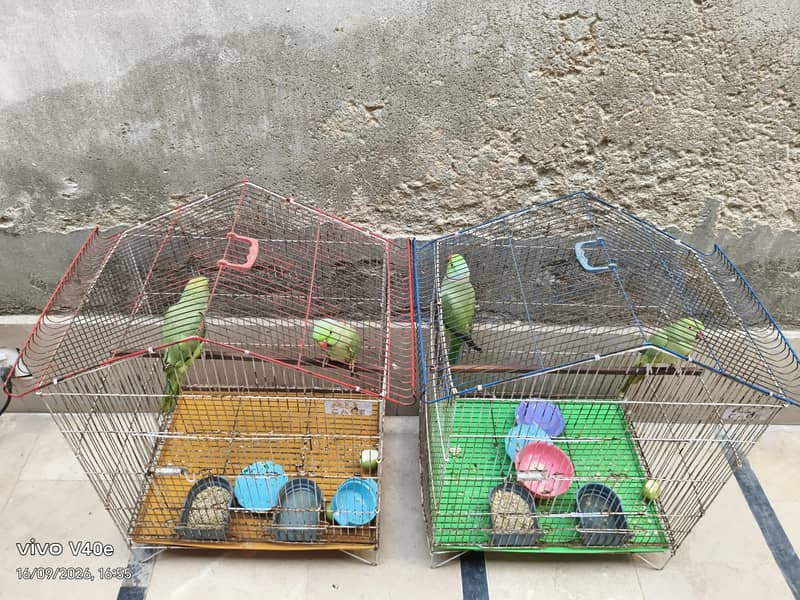 parrots 4