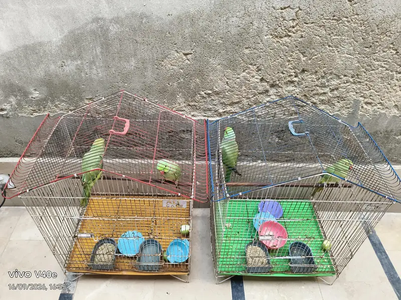 parrots — photo 5