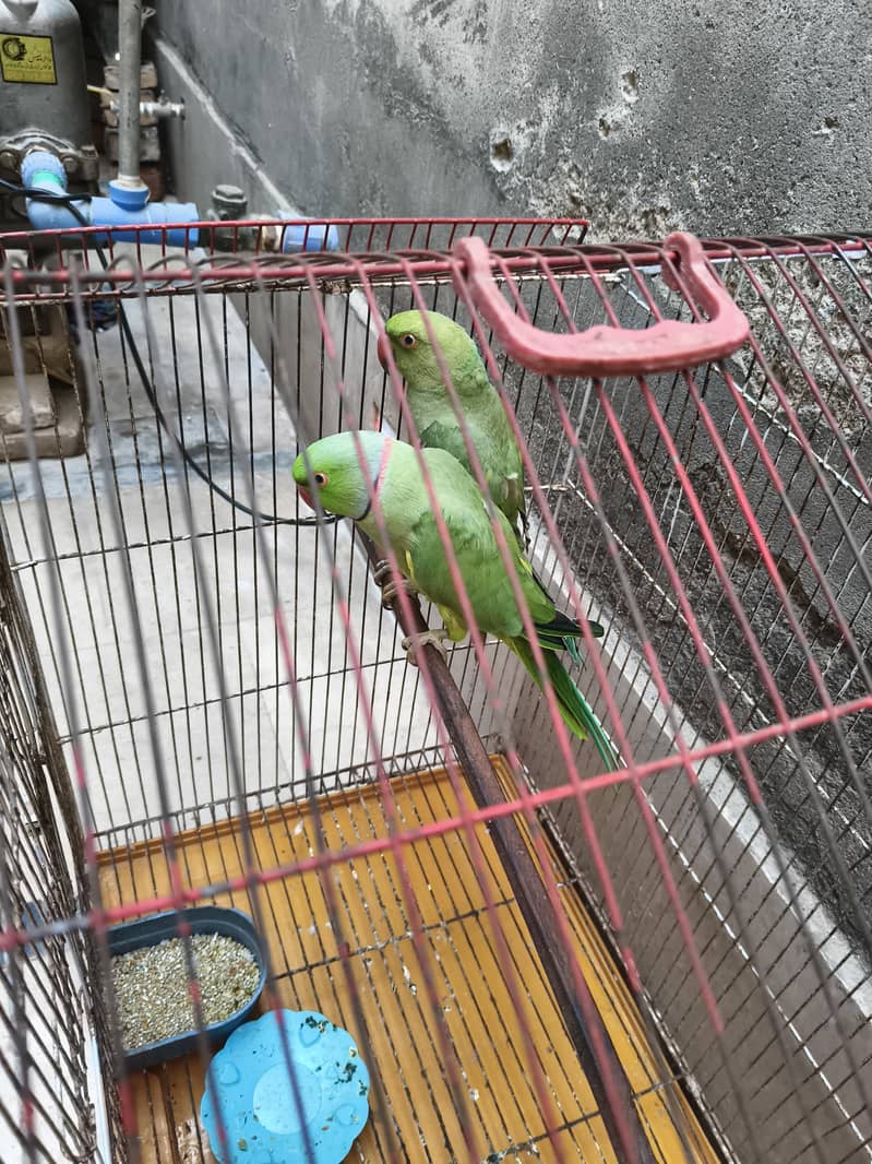 parrots 5